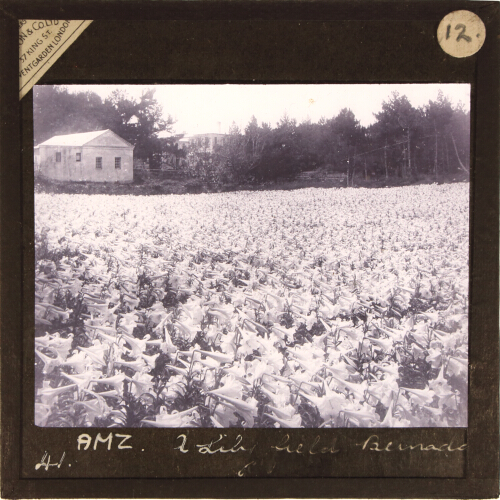 A Field of Lilies