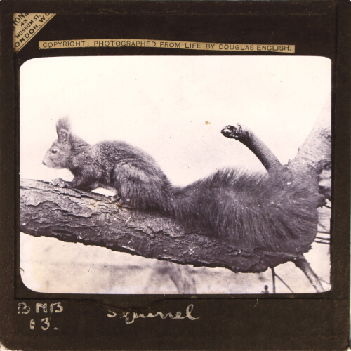 Squirrel