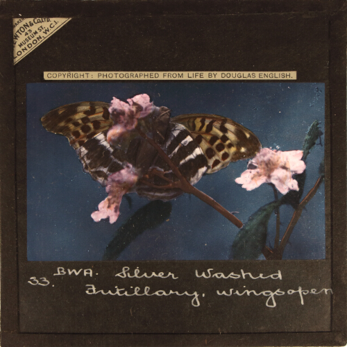 Silver-washed Fritillary. Wings open