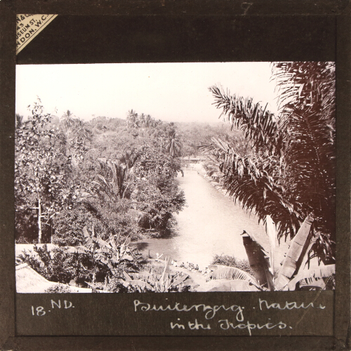 Buitenzorg: Nature in the Tropics