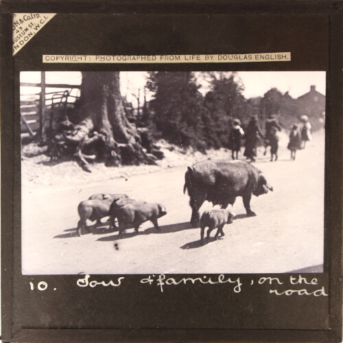 Sow and family on the road