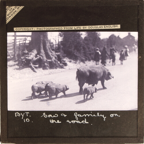 Sow and family on the road