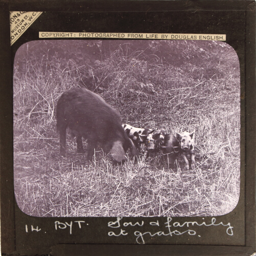 Sow and family at grass