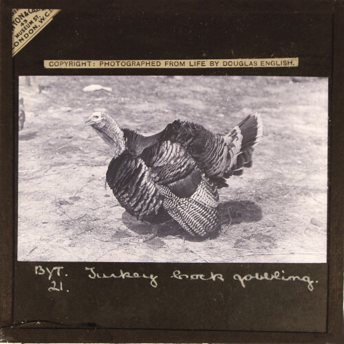 Turkey Cock gobbling