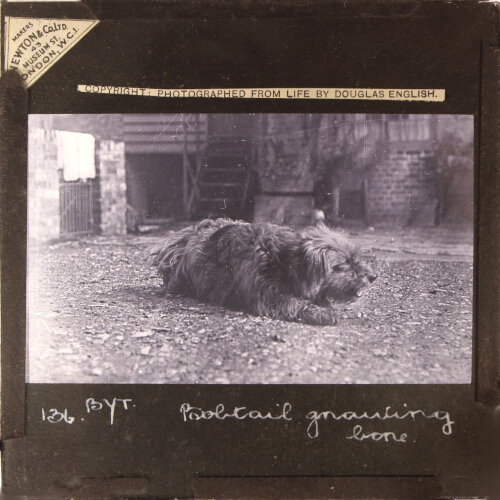 Bob-tailed Sheep Dog gnawing bone