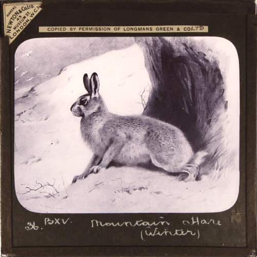 Mountain Hare (Winter)