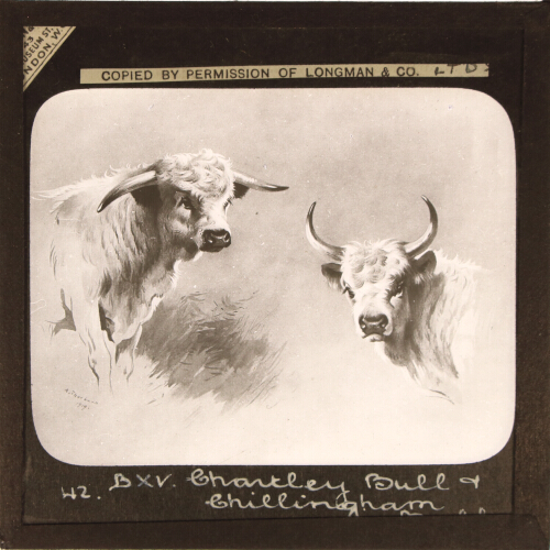 Chartley Bull and Chillingham Bull