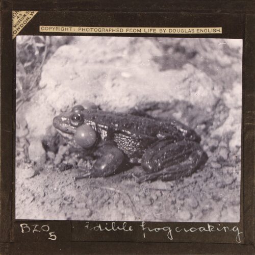 Edible frog croaking