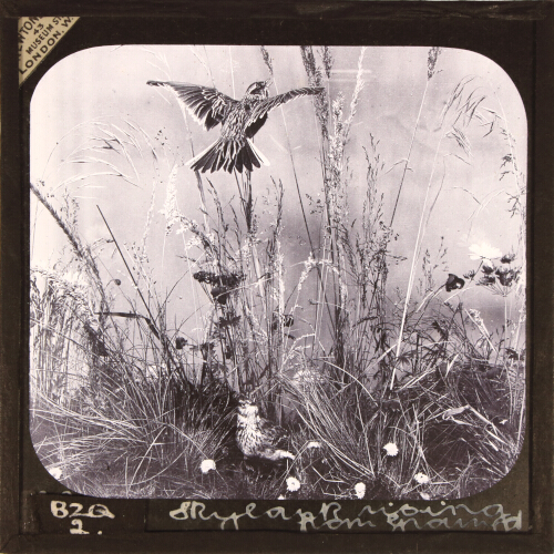 Skylark rising from Ground