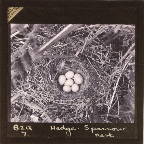 Hedge Sparrow nest