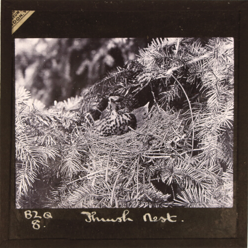 Thrush nest