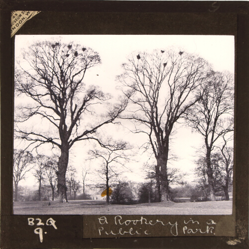 A Rookery in a Public Park