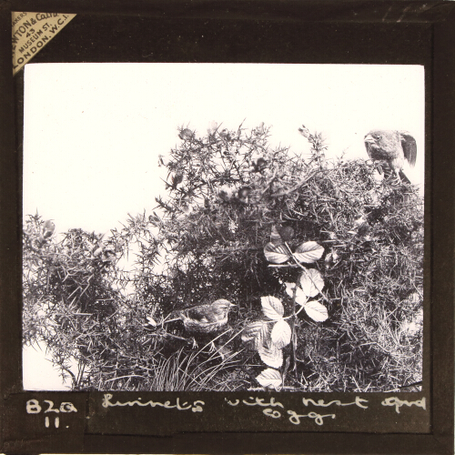 Linnets with nest and eggs