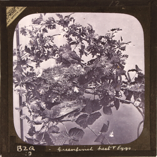 Greenfinch nest and eggs