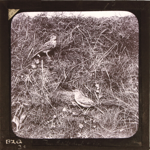 The Skylark and nest[?]