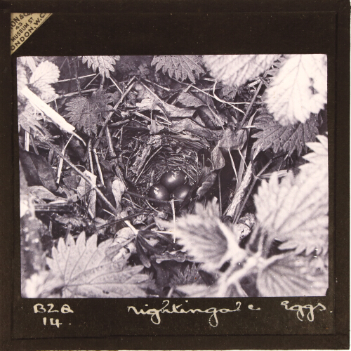 Nightingale Eggs