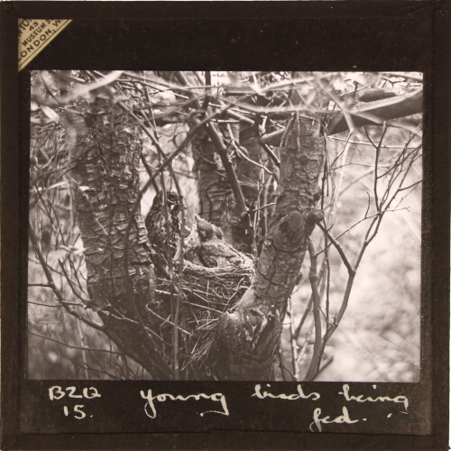 Young birds being fed