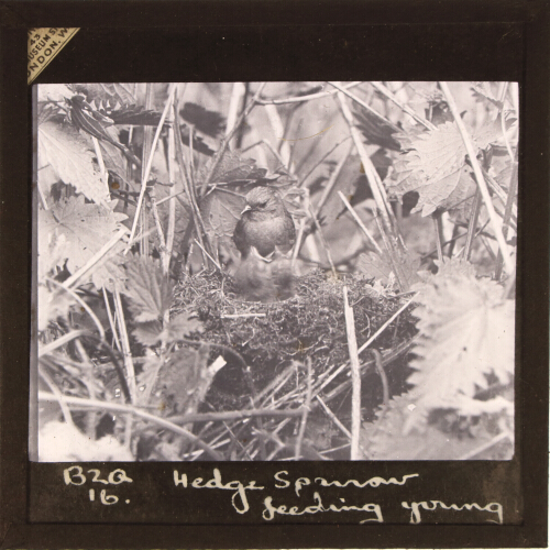 Hedge Sparrow feeding young
