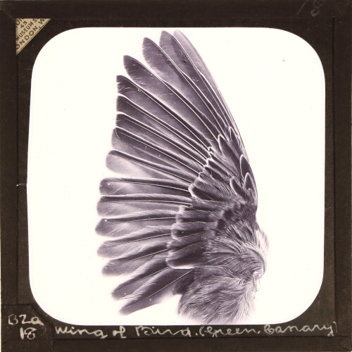 Wing of Bird (Green Canary)