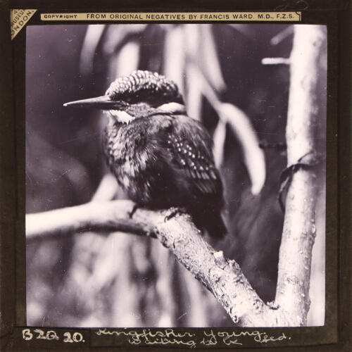 Kingfisher, young, waiting to be fed