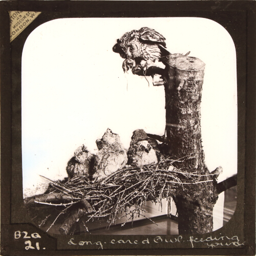 Long-eared Owl feeding young