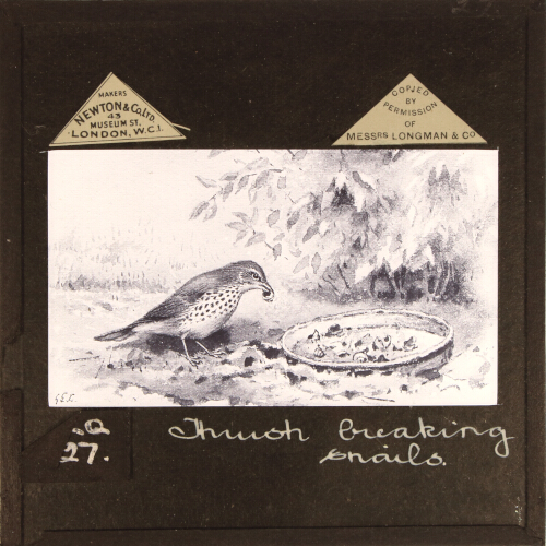 Thrush breaking snails