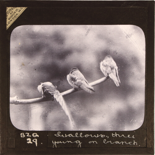 Swallows, three young on branch