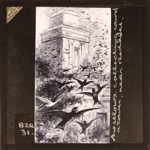 Swallows collecting round a tower, near Redhill