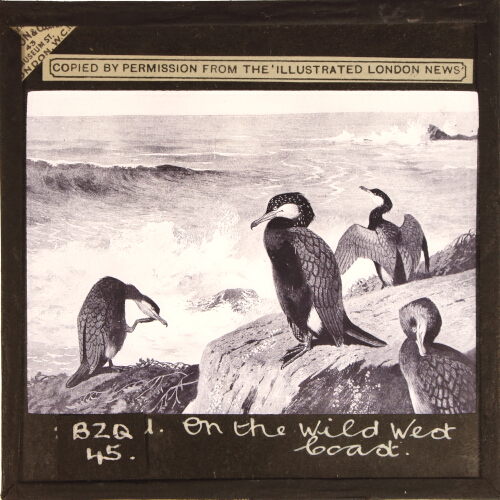 On the Wild West Coast