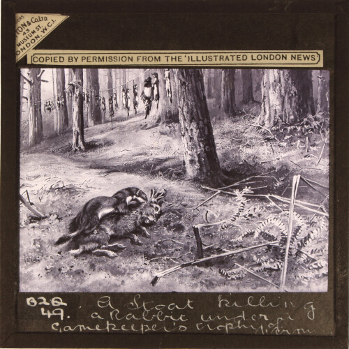 A Stoat killing a Rabbit under a Gamekeeper's Trophy of Vermin