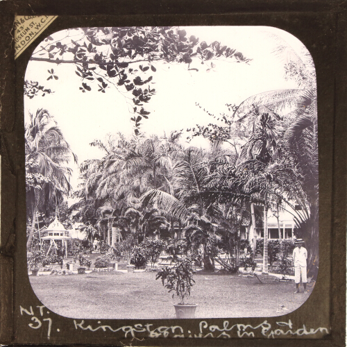 Kingston, Palms and Flowers in Gardens