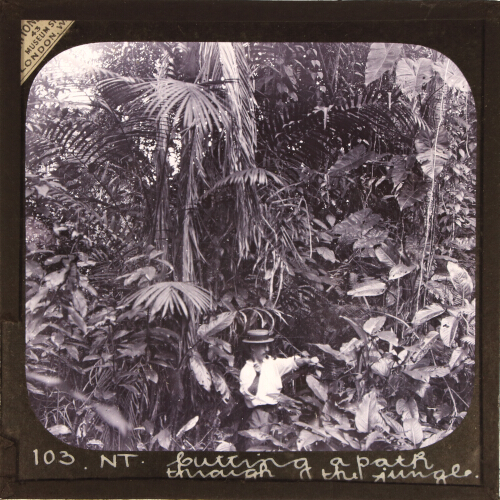 Cutting a Path through the Jungle