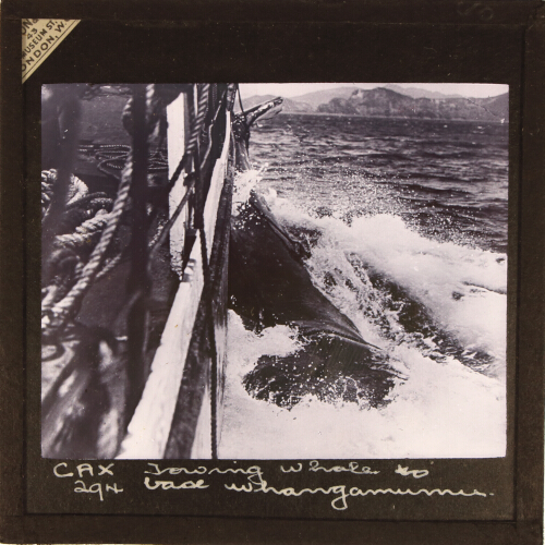 Towing Whale to base at Whangamumu