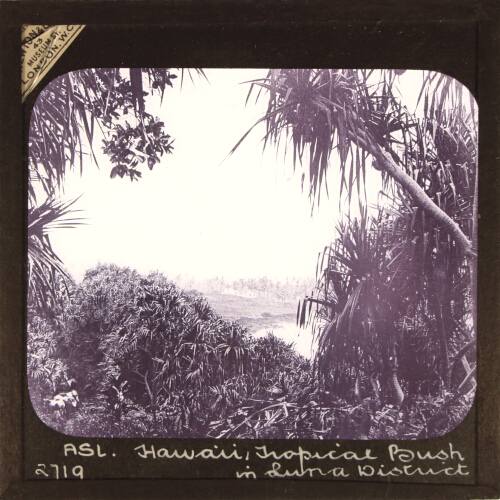 Hawii, Tropical Bush in Luna District.  BIQ34