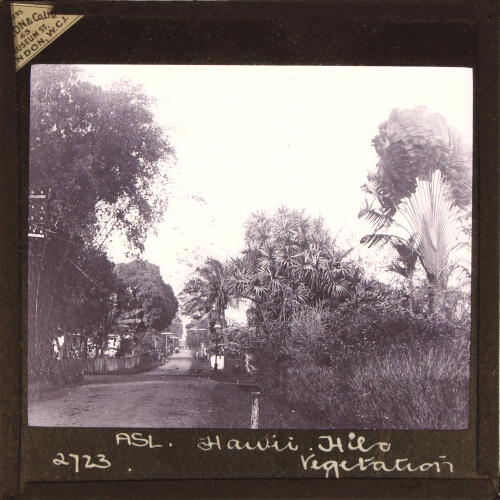 Hawii, Hilo Vegetation.  NW73