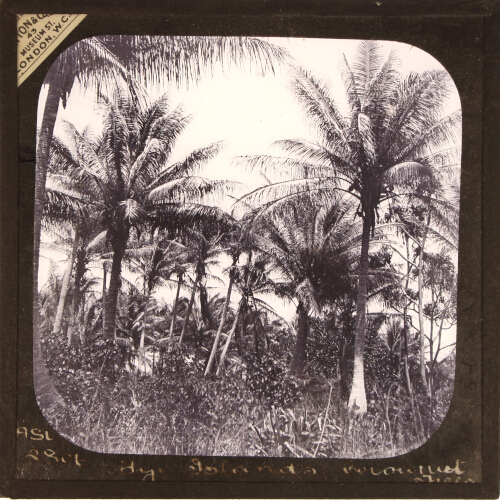 Fiji Islands, Cocoanut Trees.  U137