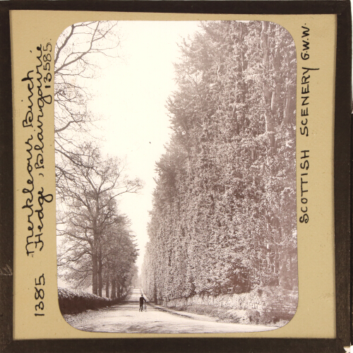 Meikleour Beech Hedge, Blairgowrie