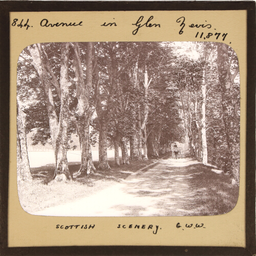 Avenue in Glen Nevis