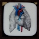 Heart and Lungs (exterior)