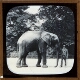 African Elephant. Elephas Africanus – alternative version ‘b’