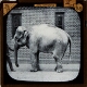 Indian Elephant. Elephas Indicus