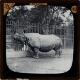 Indian Rhinoceros – alternative version ‘a’