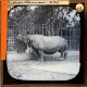 Indian Rhinoceros – alternative version ‘b’