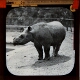 Sumatran Rhinoceros – alternative version ‘a’
