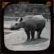 Sumatran Rhinoceros – alternative version ‘b’