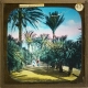 Algiers. Palms in Jardin d'Assay