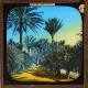 Algiers. Palms in Jardin d'Assay – alternative version ‘b’