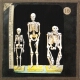 Skeletons of Man, Dwarf, and Gorilla
