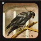The Raven – alternative version ‘a’