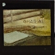 The Gharial